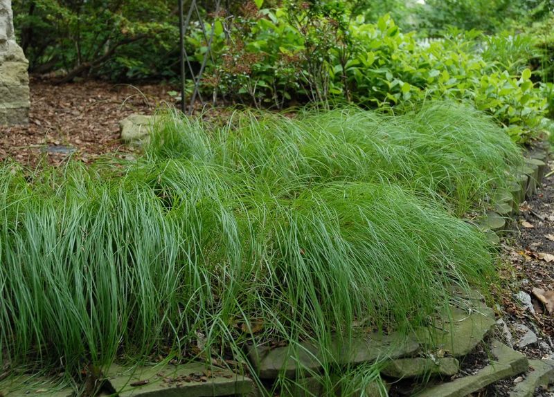 Pennsylvania Sedge Works Better Than Grass In Shady Spots