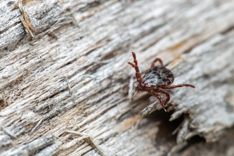 tick