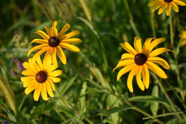 black eyed susan