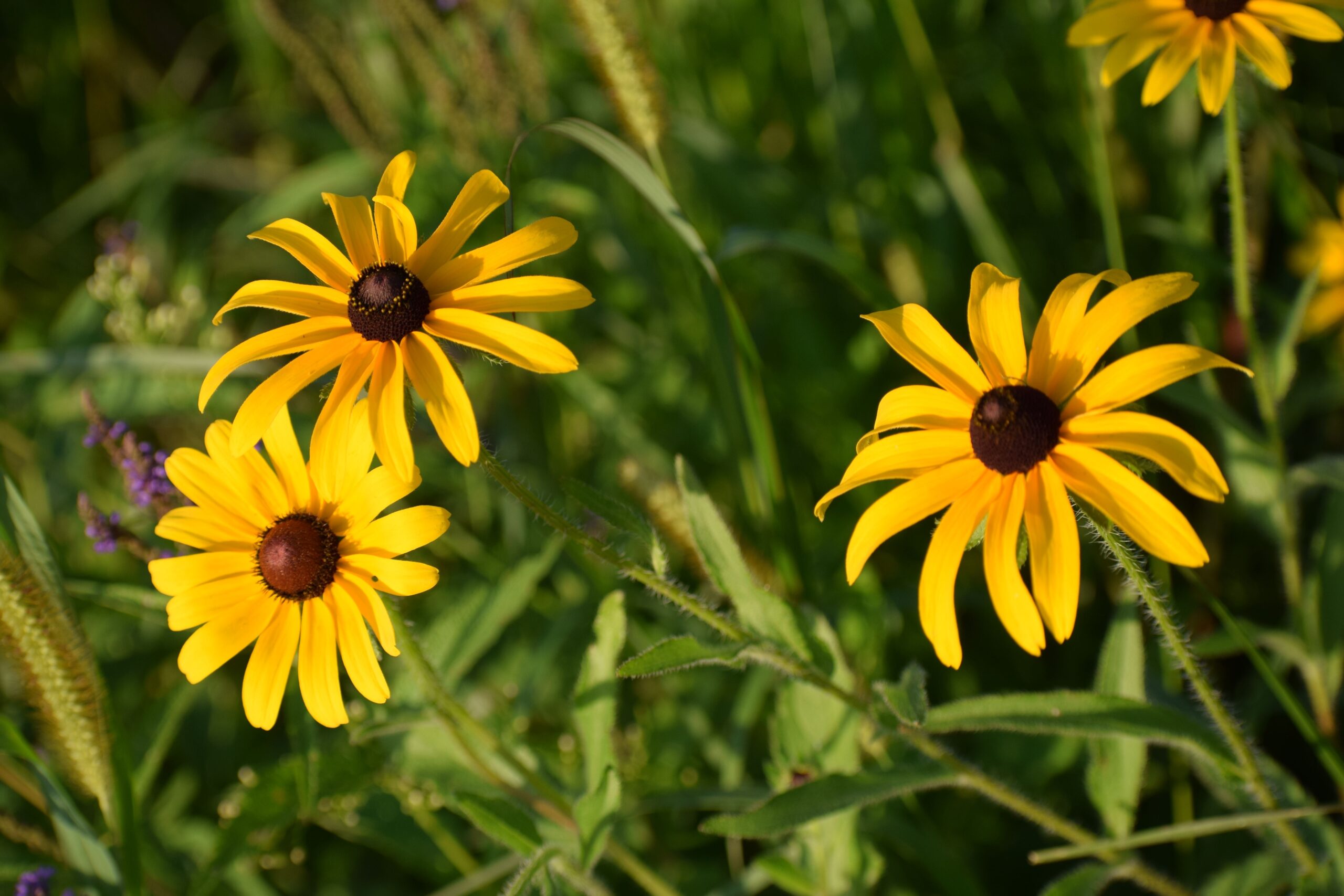 black eyed susan
