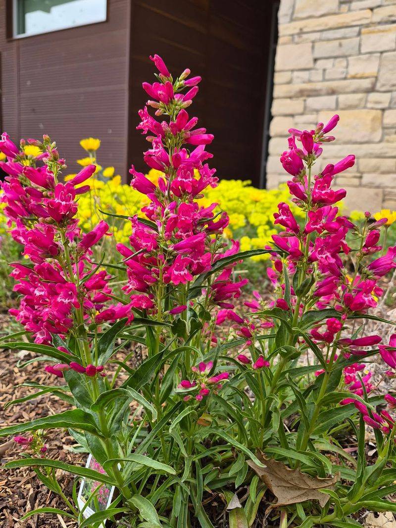 Penstemon Penstemon