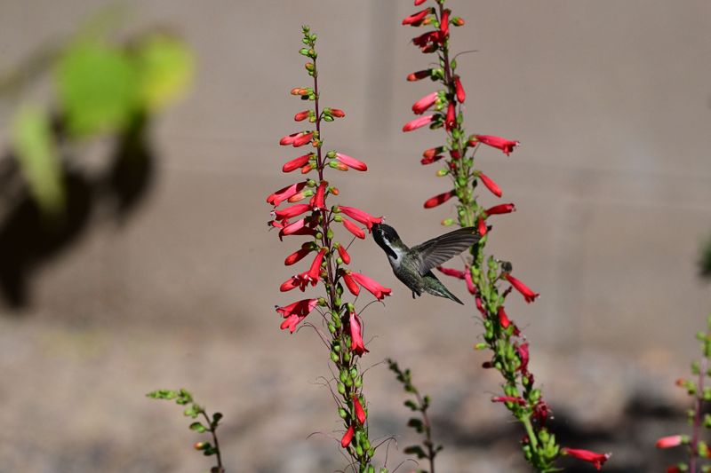 Penstemon