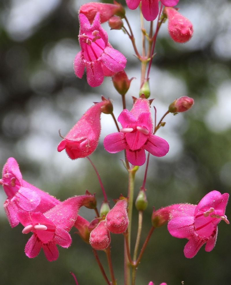 Penstemon Can Decline When Watered Too Often Penstemon Can Decline When Watered Too Often