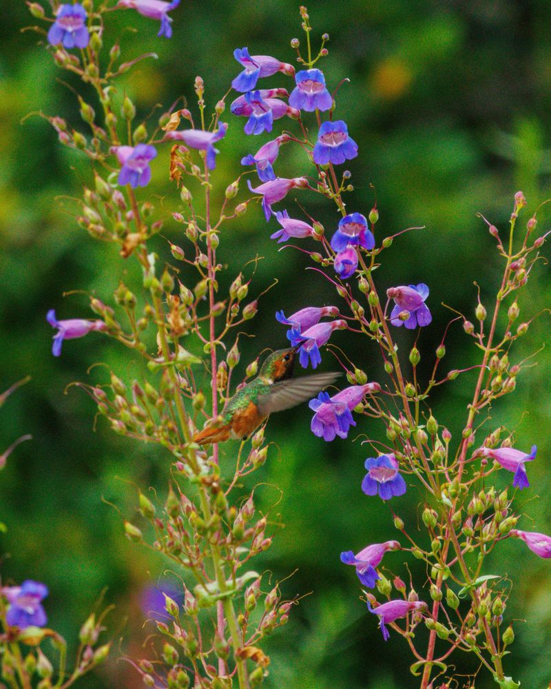 Penstemon Gives Oregon Gardens A Native-Friendly Boost Penstemon Gives Oregon Gardens A Native-Friendly Boost