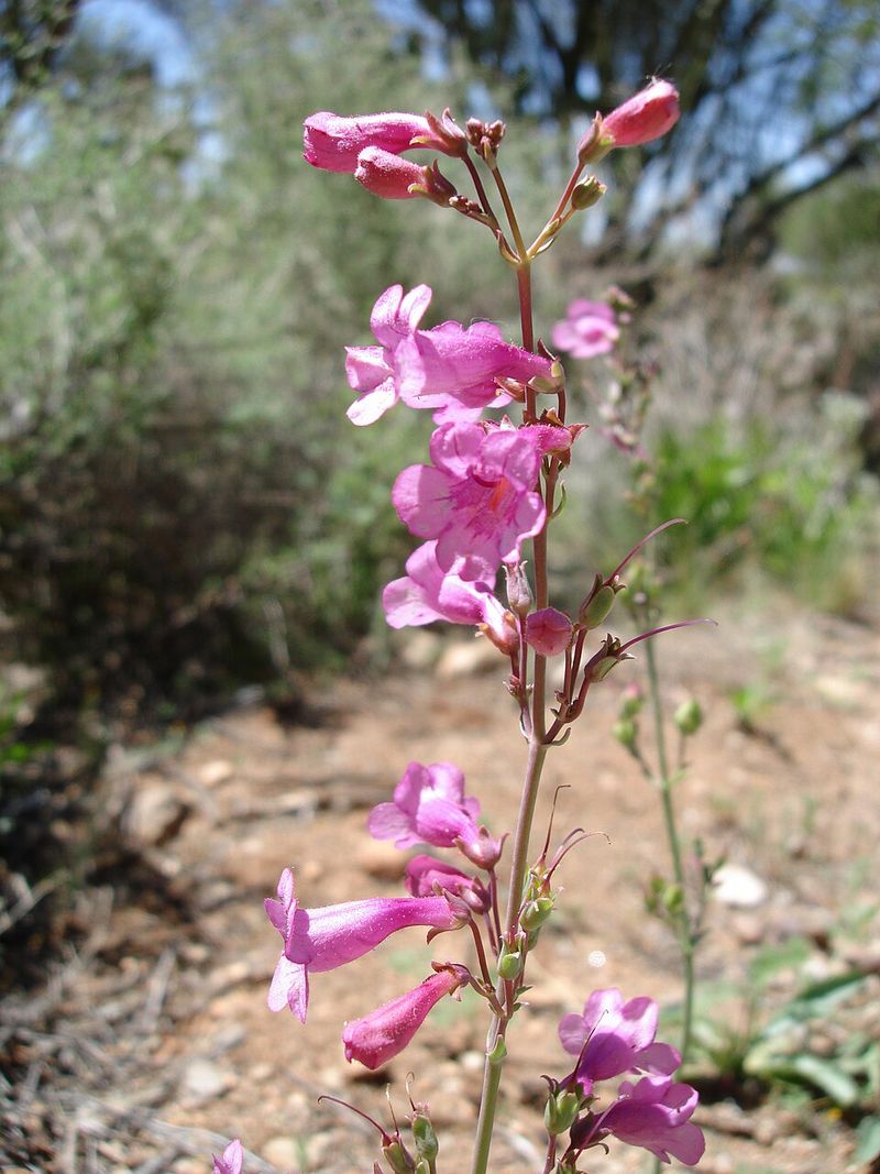 Penstemon Parryi Produces Tall Pink Flower Spikes Penstemon Parryi Produces Tall Pink Flower Spikes
