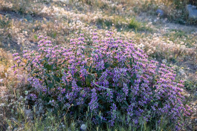 Penstemon (Penstemon Strictus) Penstemon (Penstemon Strictus)