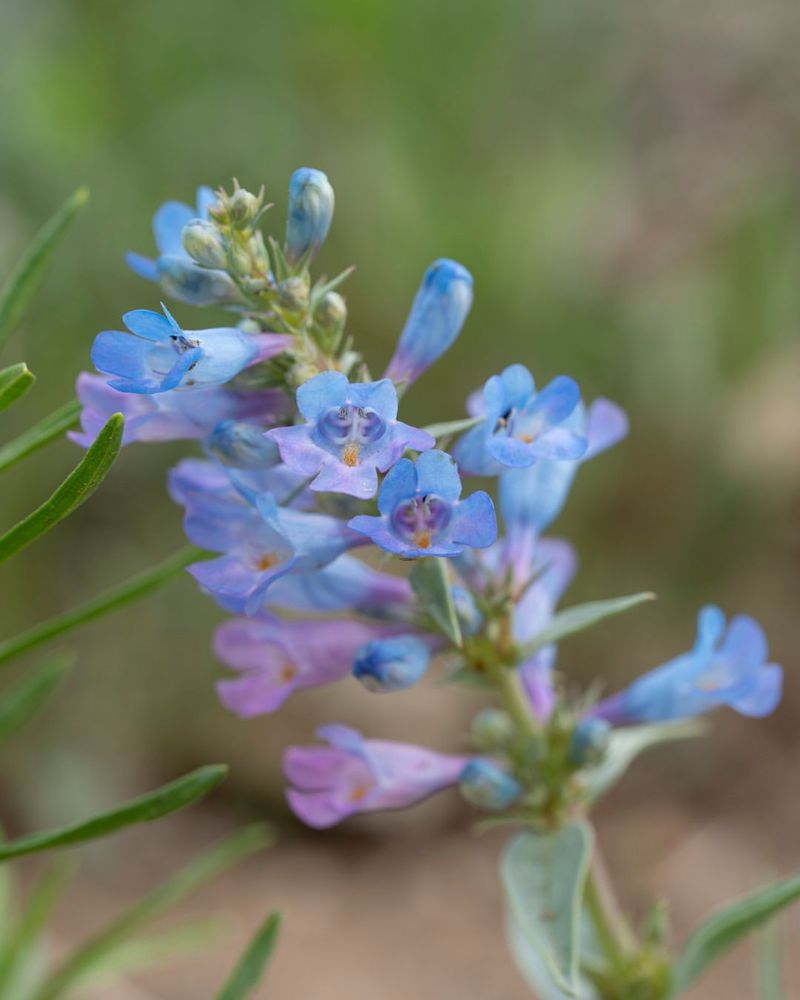 Penstemon 