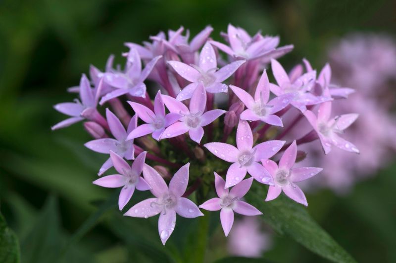Pentas