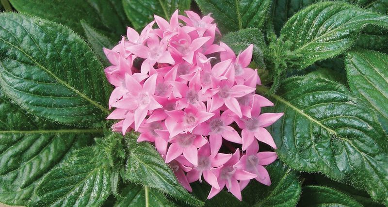 Pentas Fill Out Just As Summer Beds Get Tired
