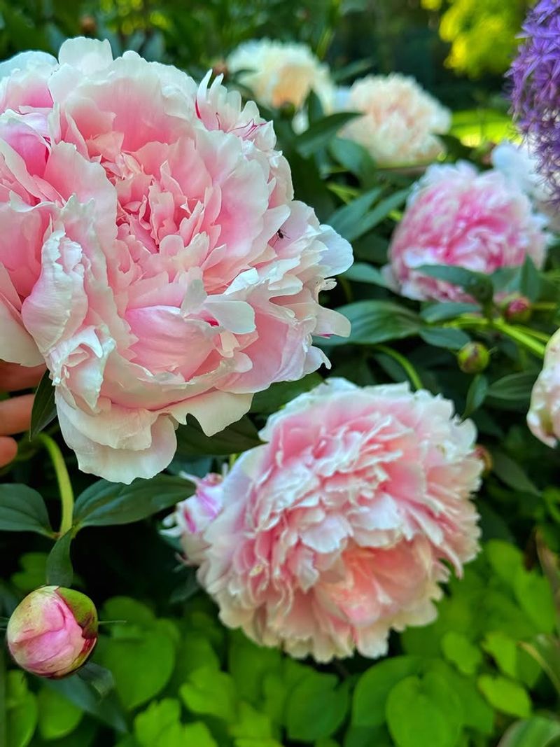 Peonies Build Next Year's Flower Buds Through Their Leaves