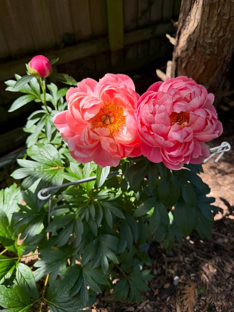 Peonies Do Not Peonies Do Not