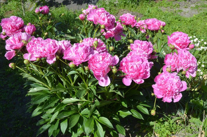 Peonies (Paeonia Spp.)