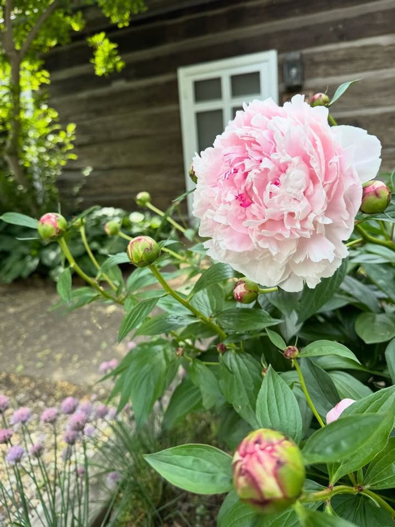 Peonies Perfume The Yard Before Their Bloom Show Fades