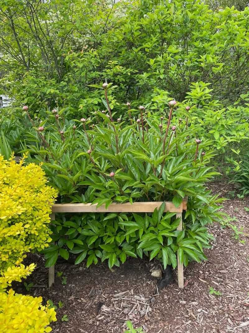 Peonies Should Keep Their Leaves After The Flowers Fade Peonies Should Keep Their Leaves After The Flowers Fade