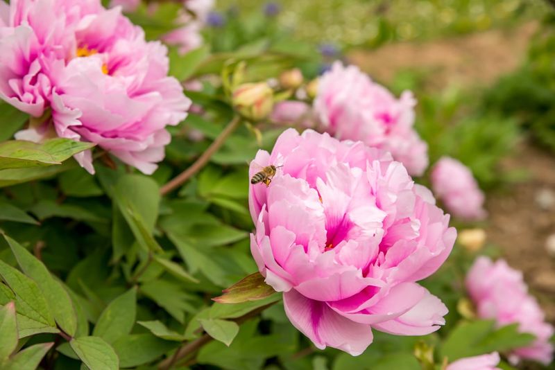 Peony (Pink Varieties) Peony (Pink Varieties)