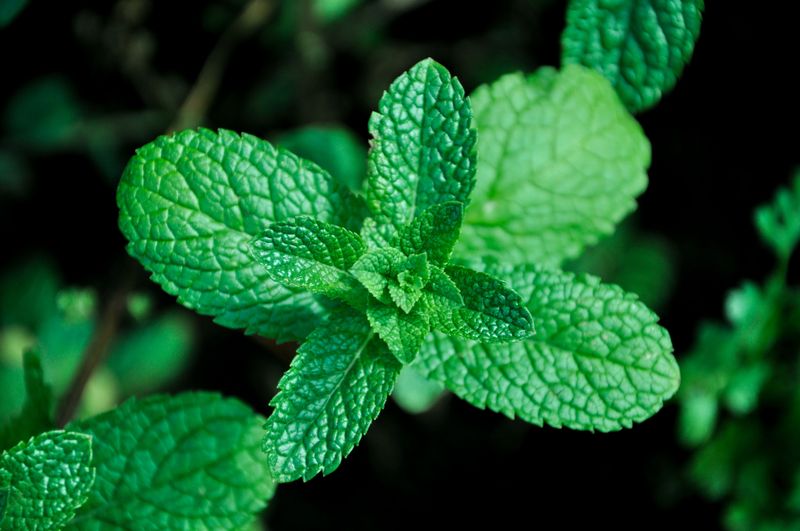 Peppermint Is Fresh For You And Awful For Rats