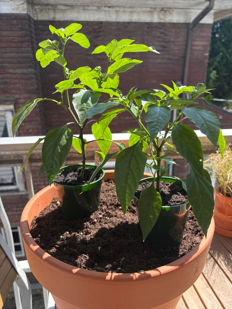 Peppers