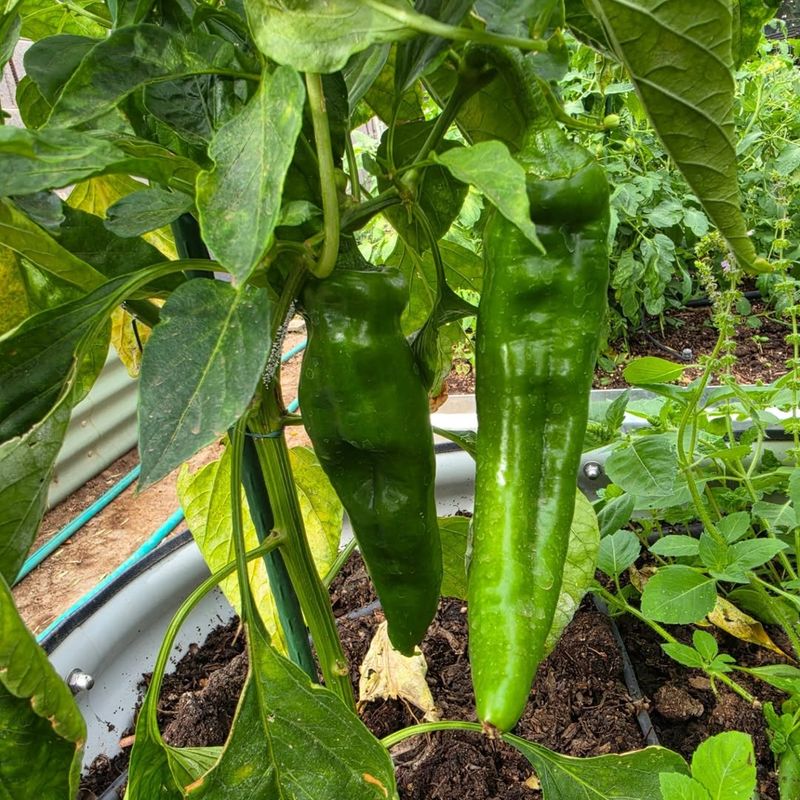 Peppers Peppers