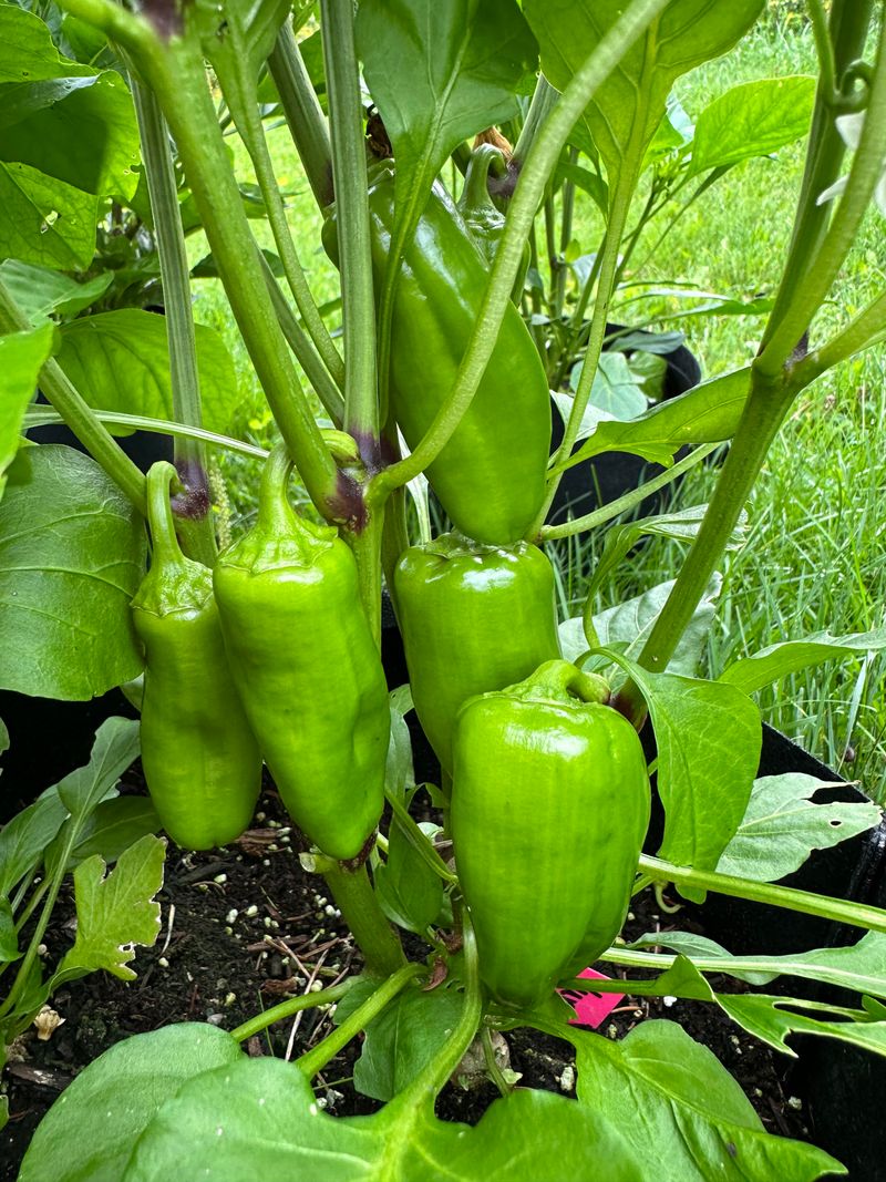 Peppers Peppers
