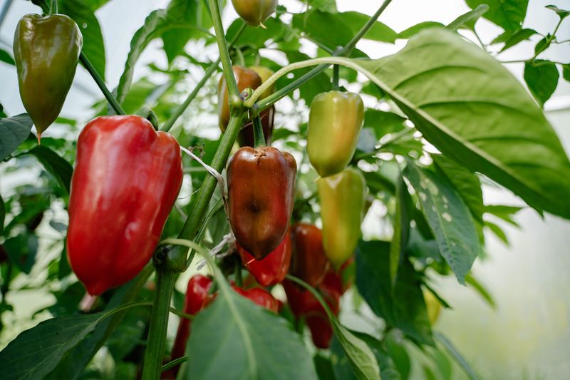 Peppers