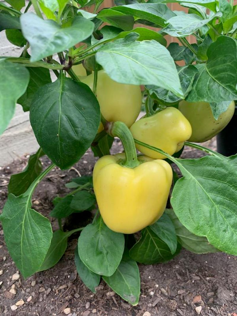 Peppers