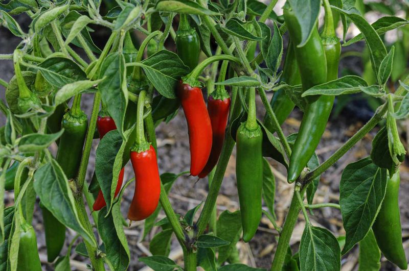 Peppers And Chiles Keep Growing Through Heat