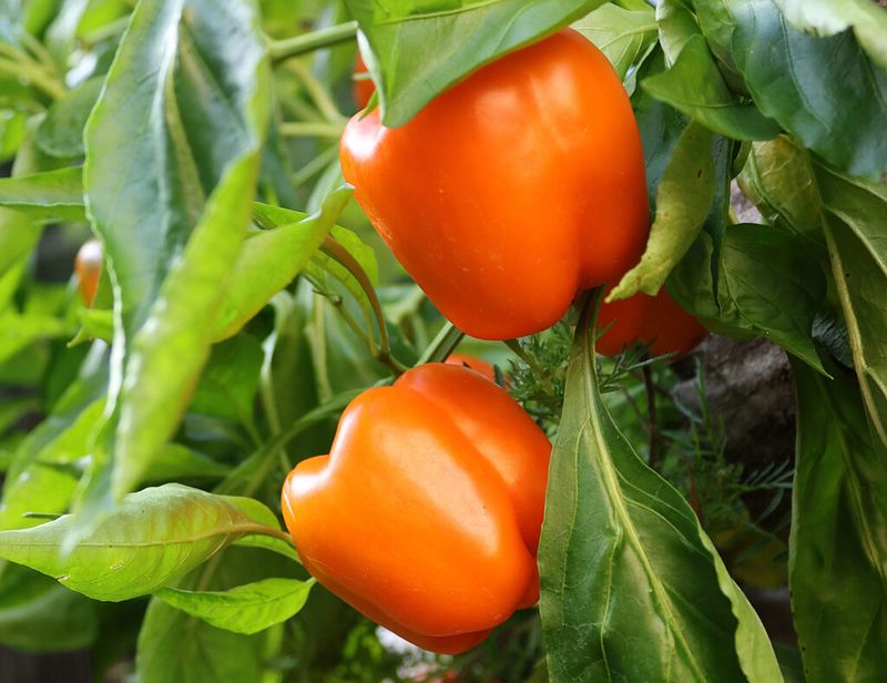 Peppers (Capsicum Spp.) Peppers (Capsicum Spp.)