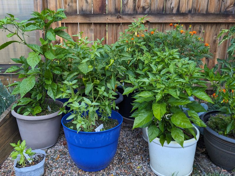 Peppers Continue Producing Through Monsoon Weather