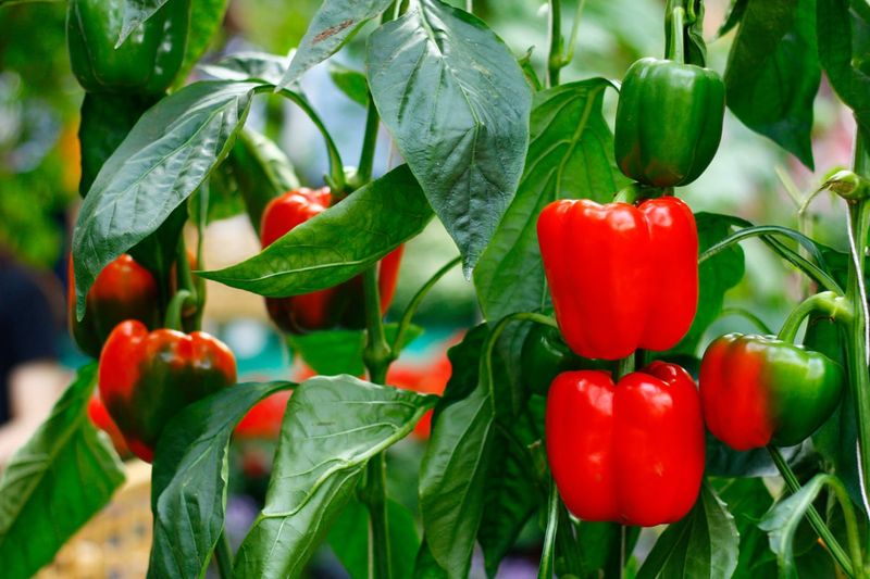 Peppers Keep Producing With Steady Care