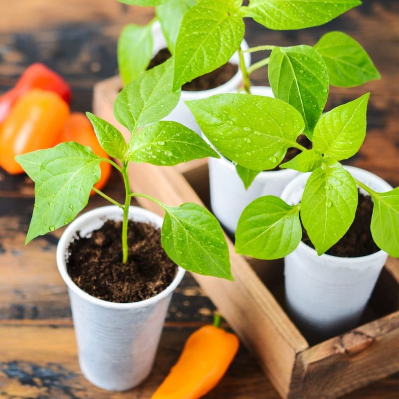 Peppers Offer Color, Flavor, And Summer Harvests Peppers Offer Color, Flavor, And Summer Harvests