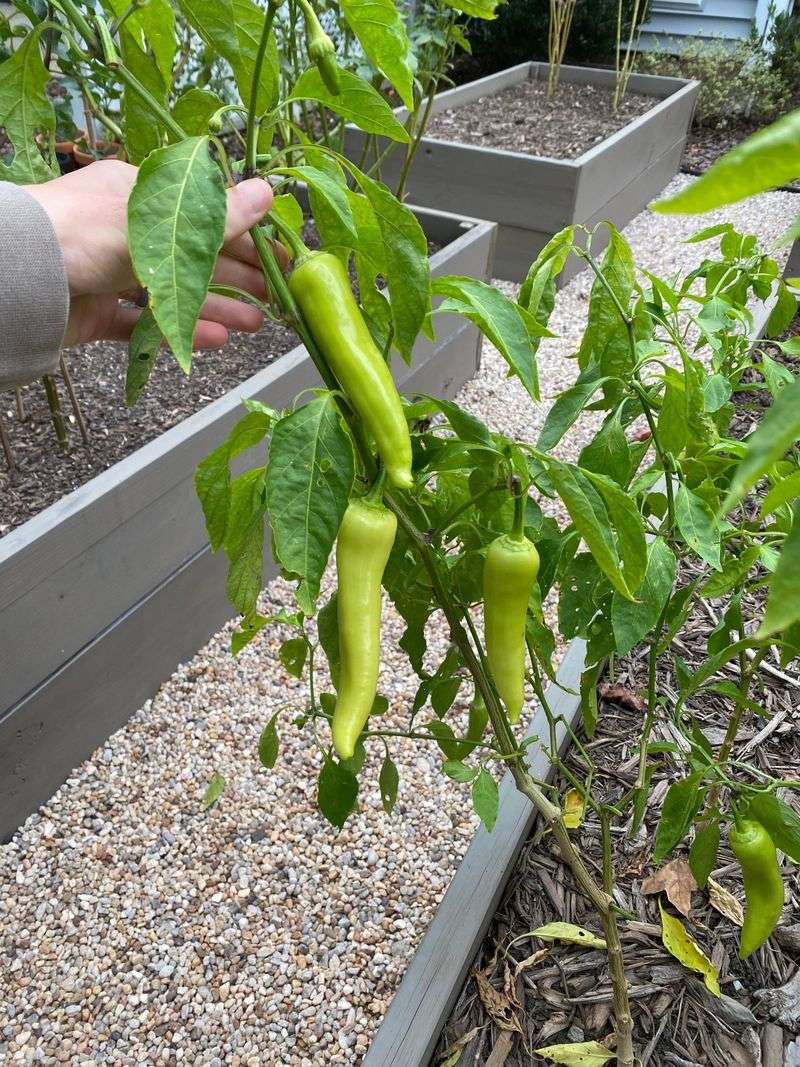 Peppers Offer Long Summer Production