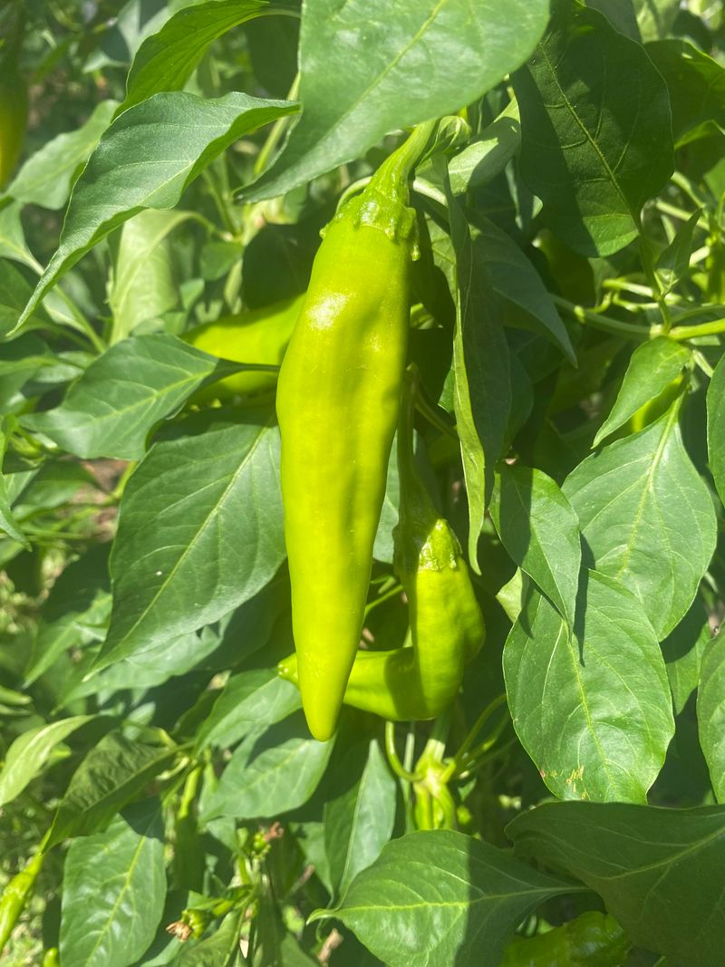 Peppers Struggle Without Direct Light Peppers Struggle Without Direct Light