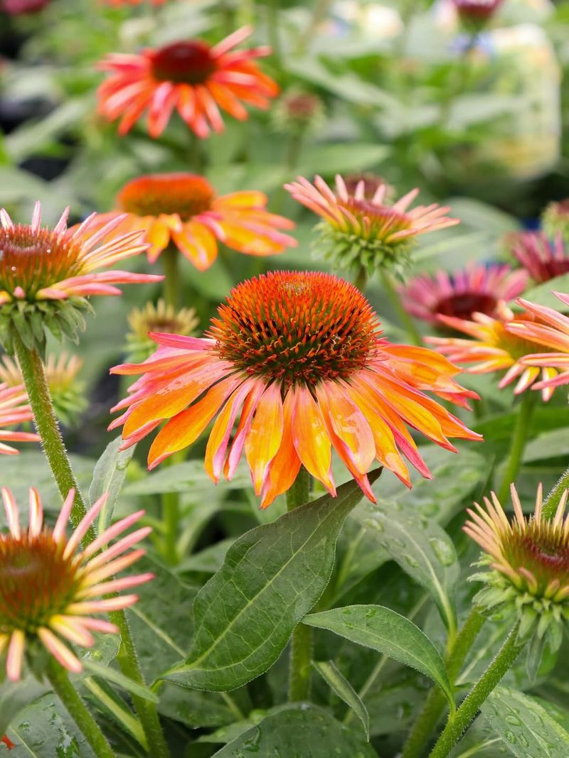 Perennial Flower Beds Perennial Flower Beds