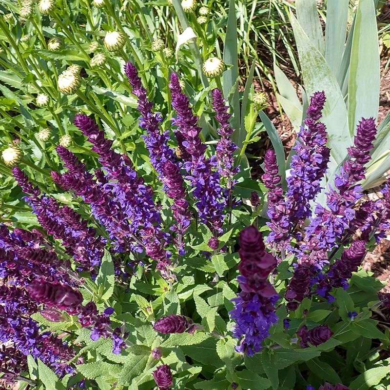 Perennial Salvia Can Bloom Again After Spent Flowers Come Off