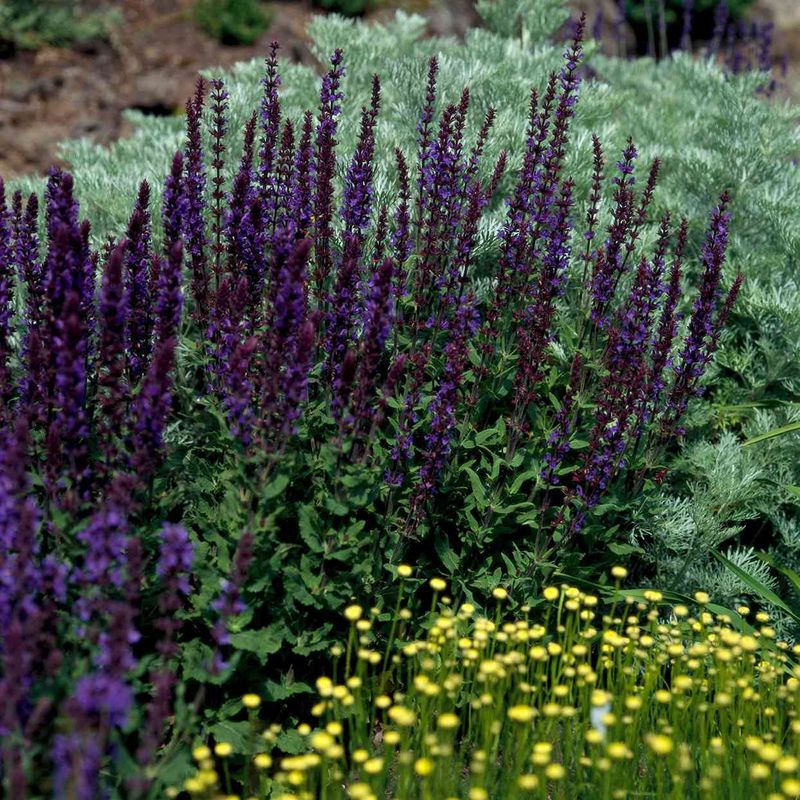 Perennial Salvia Can Bloom Again After Trimming