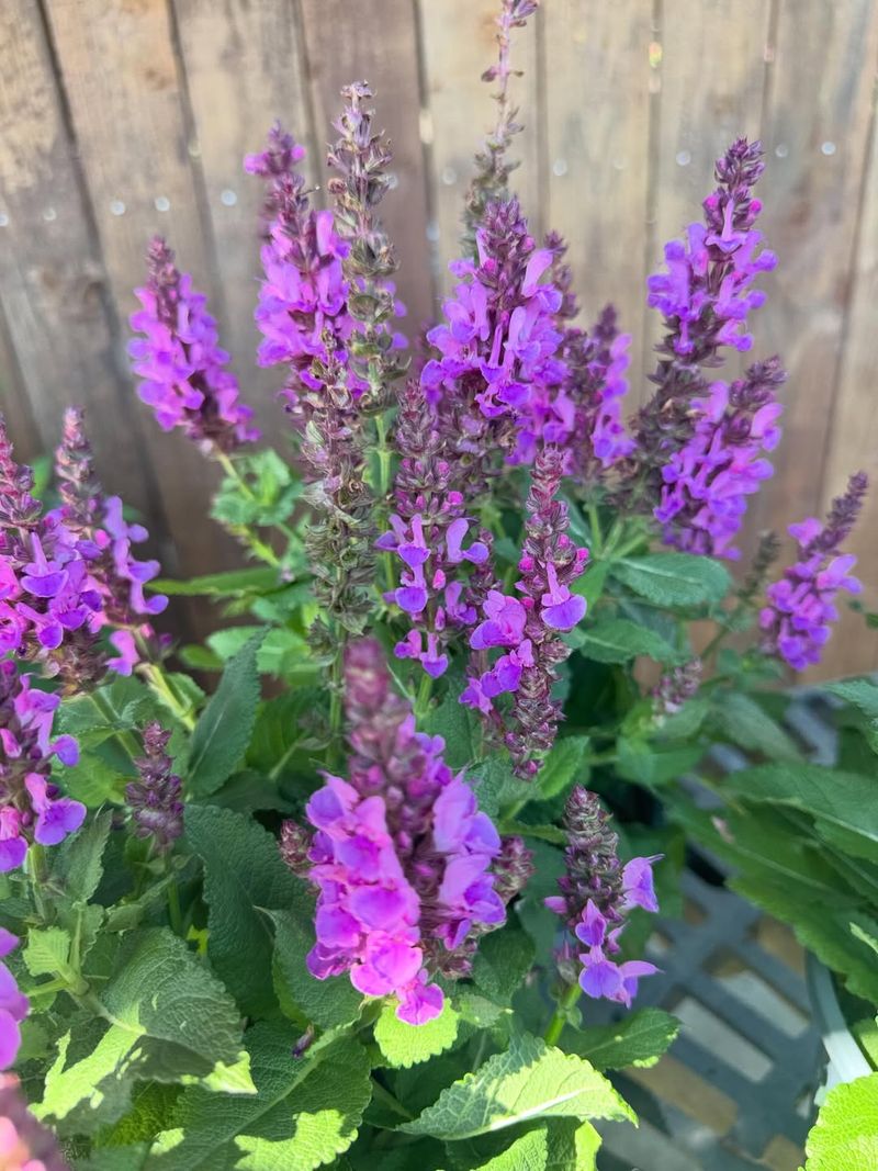 Perennial Salvia Rebloom Is Better After Spent Spikes Go Perennial Salvia Rebloom Is Better After Spent Spikes Go