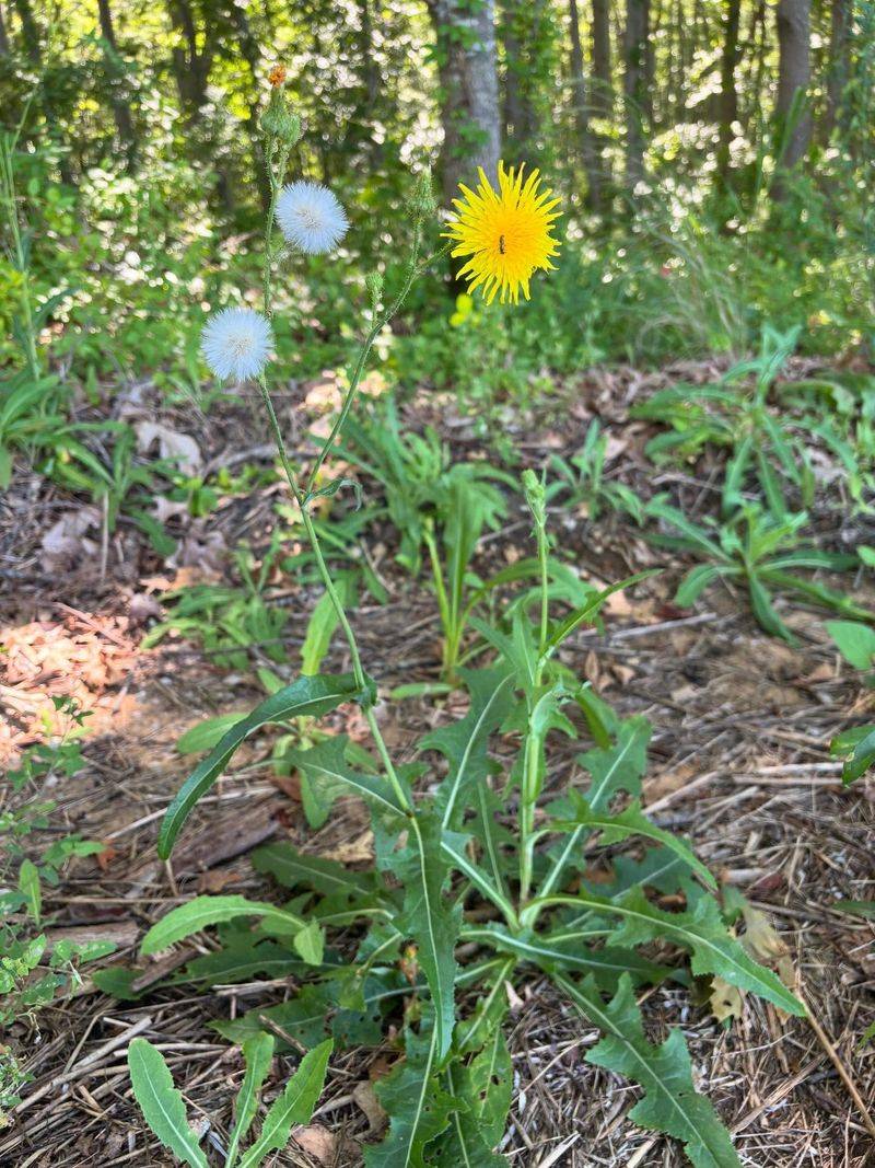 Perennial Sowthistle