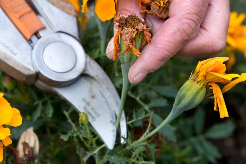 Perennials Benefit From Deadheading And Light Cutbacks