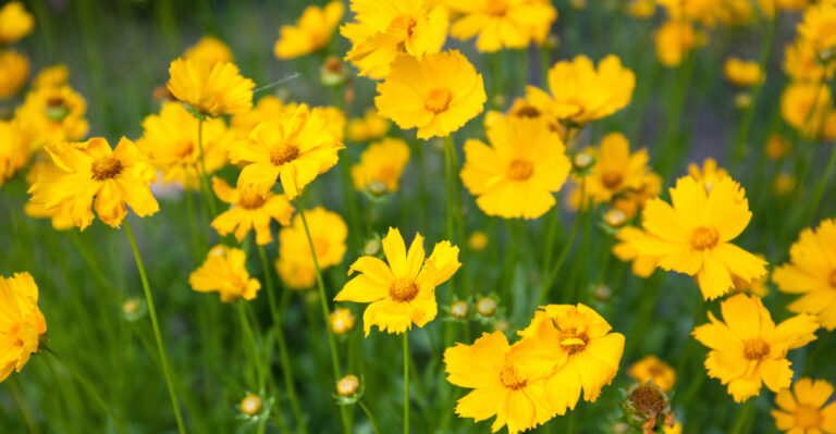 plant (featured image)