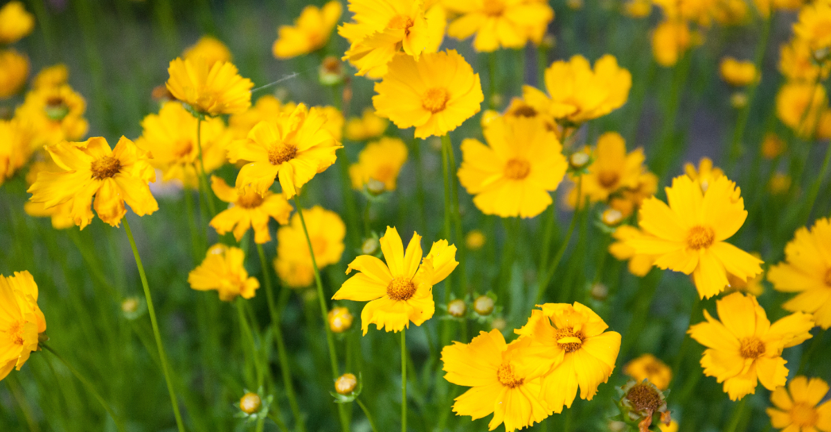 plant (featured image)