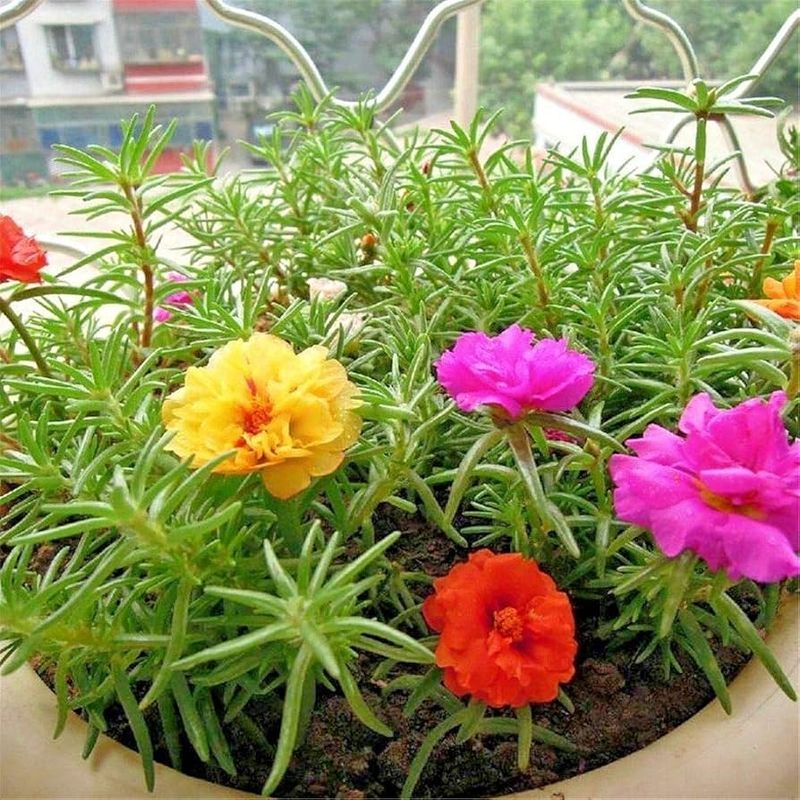 Perfect For Containers And Gravel Gardens