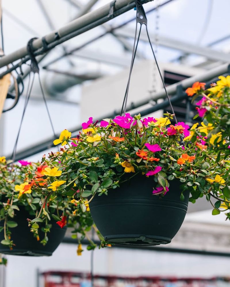 Perfect For Pots, Borders, And Hanging Baskets Perfect For Pots, Borders, And Hanging Baskets