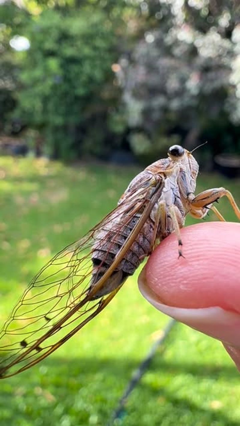 Periodical Cicadas Are Different From Annual Cicadas