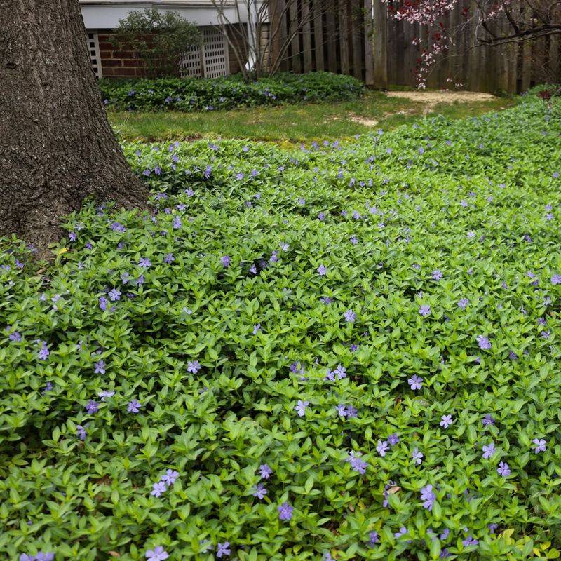 Periwinkle Can Blanket More Than Gardeners Planned Periwinkle Can Blanket More Than Gardeners Planned