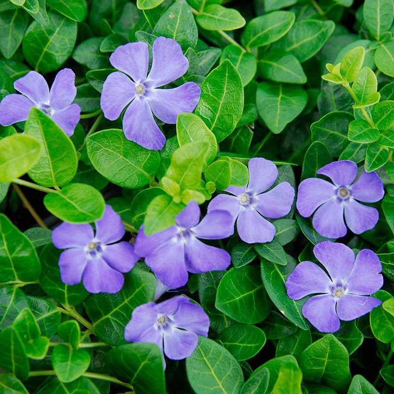 Periwinkle Creeps Beyond Borders Quietly Periwinkle Creeps Beyond Borders Quietly