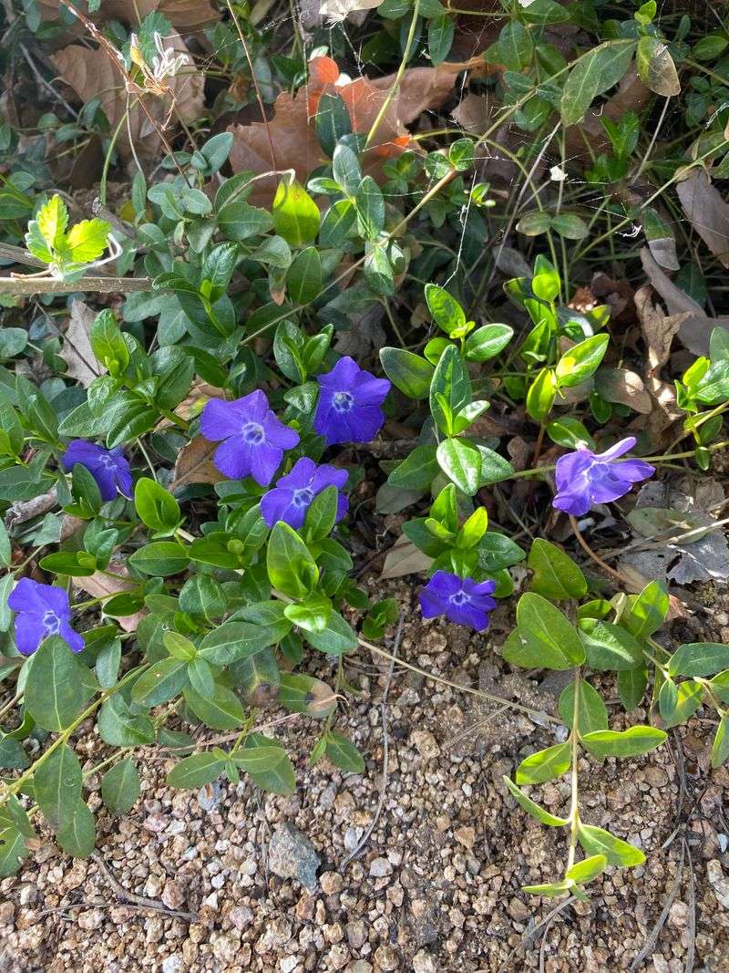 Periwinkle Creeps Past Borders