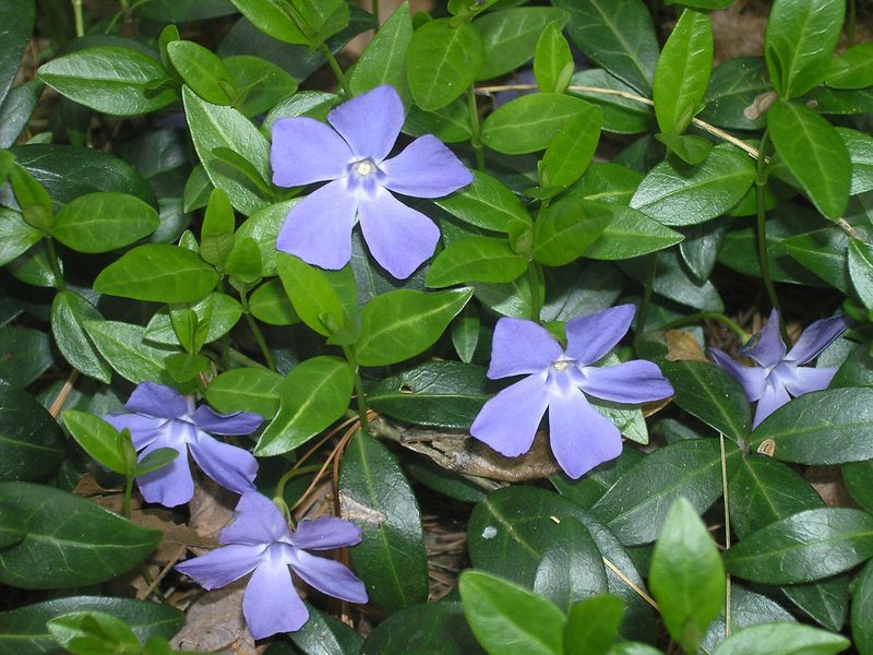 Periwinkle Escapes Garden Beds And Smothers Better Plants Periwinkle Escapes Garden Beds And Smothers Better Plants