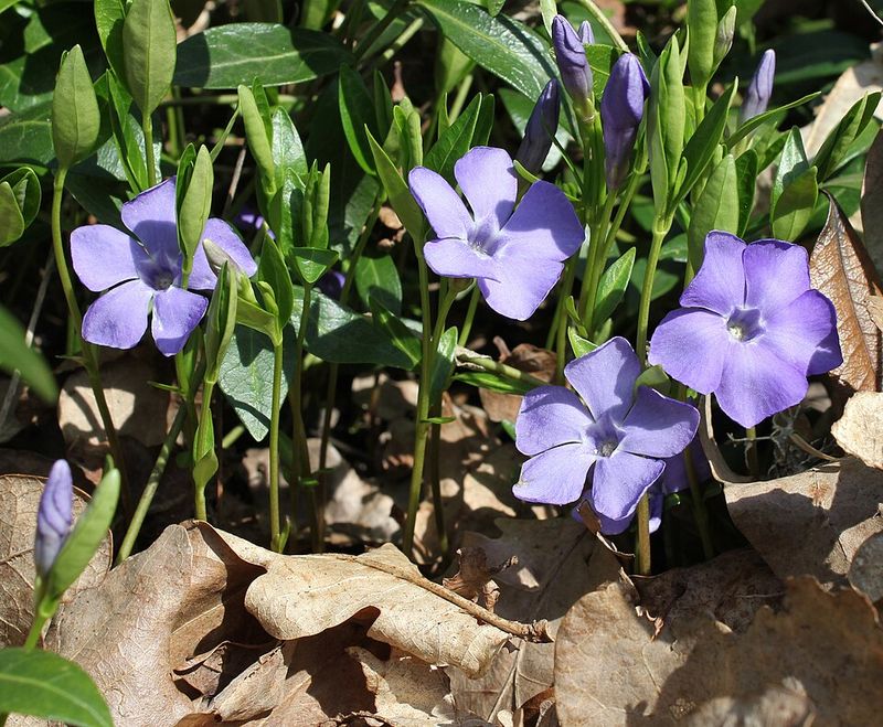 Periwinkle Turns Shady Soil Into A Poor Native Plant Zone