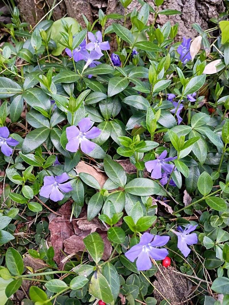 Periwinkle (Vinca Minor) Periwinkle (Vinca Minor)