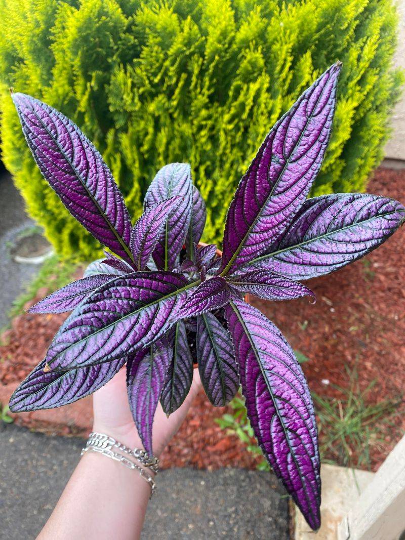 Persian Shield Brings Metallic Leaves
